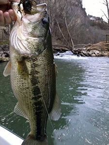 niangua lake bass